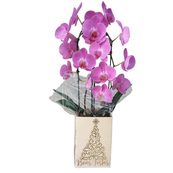 Orquídea Cascata Boas Festas - Natal