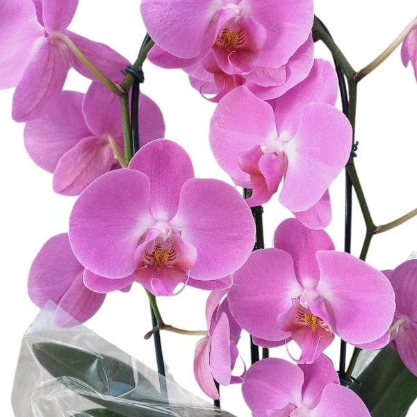 Orquídea Cascata Boas Festas - Natal