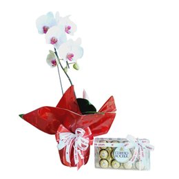 Imagem de Orquídea Ferrero E Amor