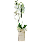 Orquídea Pra Você