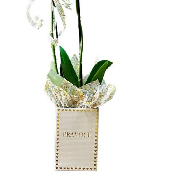 Orquídea Pra Você