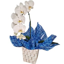 Imagem de Reluzente Orquídea Phalaenopsis Branca