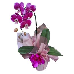 Imagem de Serena Orquídea Lilas Phalaenopsis 