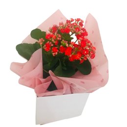 Imagem de Muda Kalandiva