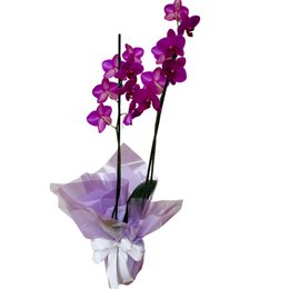 Imagem de Orquídea Plantada Phalaenopsis Fúccia 