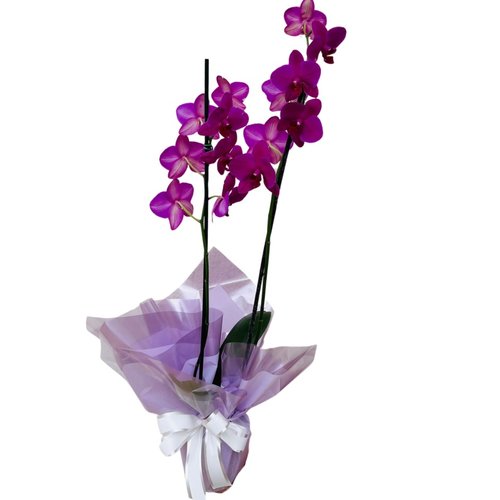 Orquídea Plantada Phalaenopsis Fúccia 