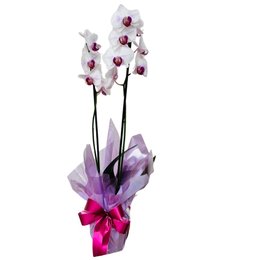 Imagem de Orquídea Plantada Branca