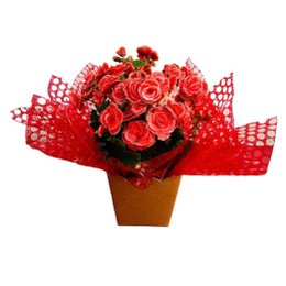 Imagem de Begônia Mescla