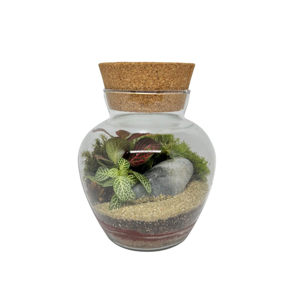 Terrário Bojudo Pequeno