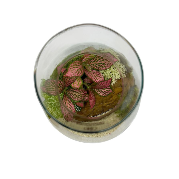 Terrário Tropical