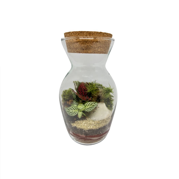 Terrário Haiti Pequeno