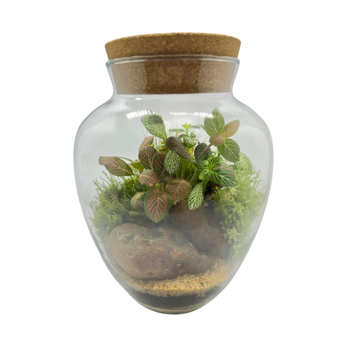 Terrário Pera Médio