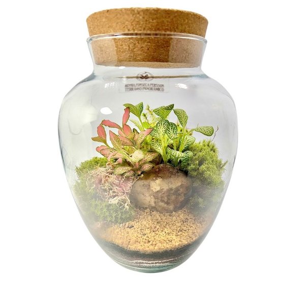 Terrário Pera Médio