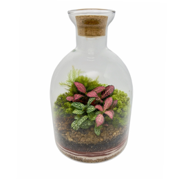 Imagem de Terrário Garrafa Gerânio Médio