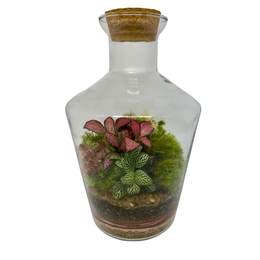 Imagem de Terrário Garrafa Cravo Médio