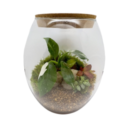 Imagem de Terrário Barrica Grande