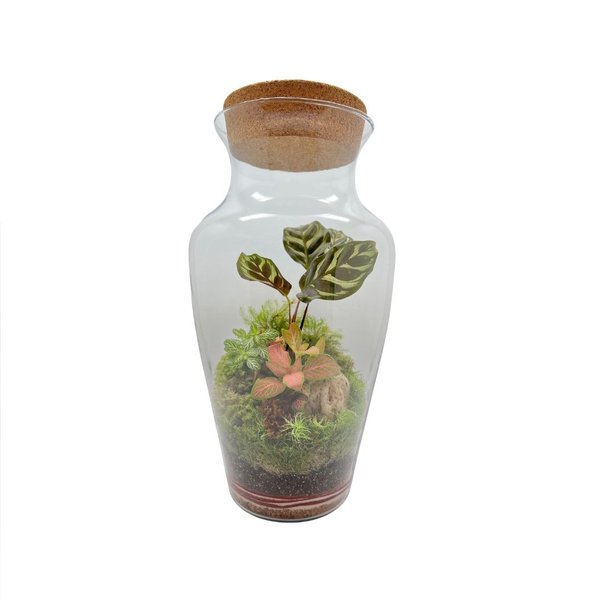 Terrário Maranta Gde