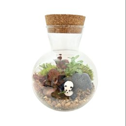 Imagem de Terrário Singapura Panda