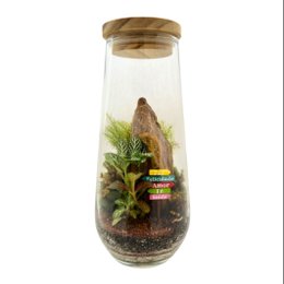 Imagem de Terrário Boston Plaquinha
