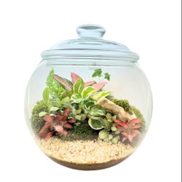 Imagem de Terrário Poncheira Tropical