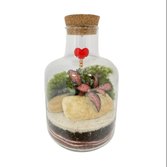 Terrário Balão do Amor