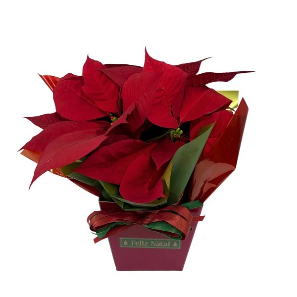 Bandeja Natal com Vaso de Flor Bico Vermelho