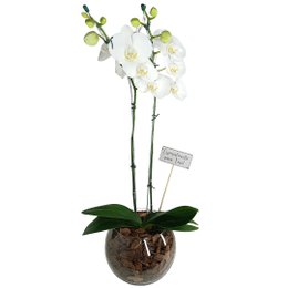 Imagem de Orquídea no Vidro Pura Sofisticação