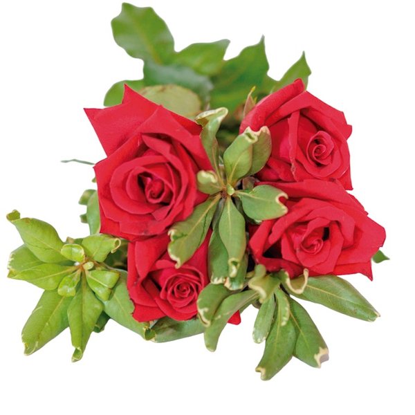Lindo Mine Buquê 4 Rosas Vermelhas