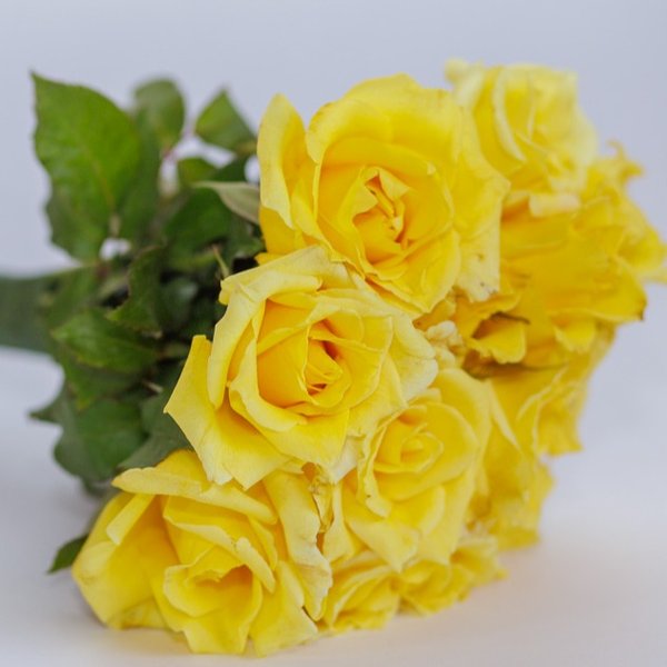 Buquê Rosas Amarelas