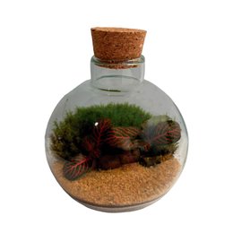 Imagem de Terrário Mini Stambull