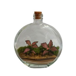 Imagem de Terrário Nilza