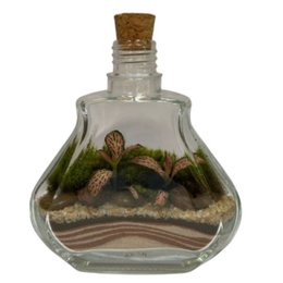 Imagem de Terrário Esmeralda