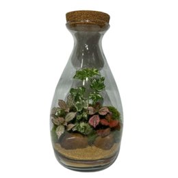 Imagem de Terrário Requinte