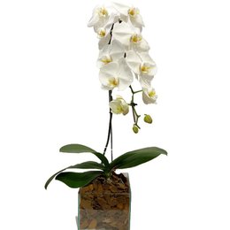 Imagem de Orquídea Branca Nobreza