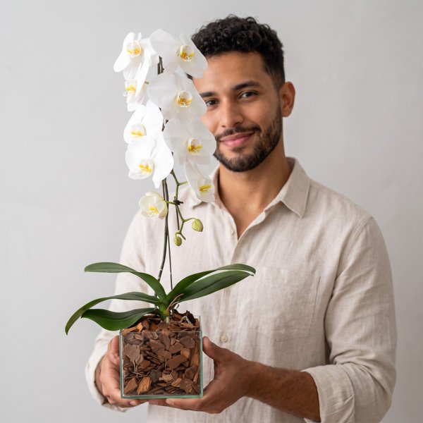 Orquídea Branca Nobreza