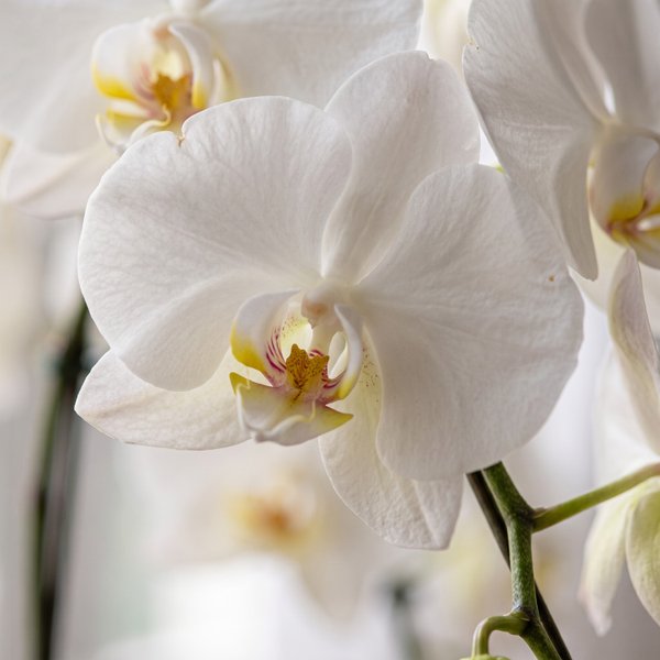 Orquídea Branca Nobreza