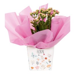 Imagem de Charme Calandiva