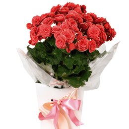 Imagem de Toque de Begônia