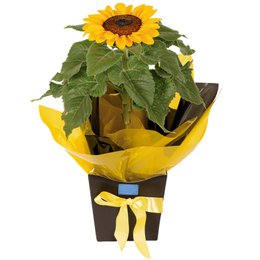 Imagem de Sol no Vaso