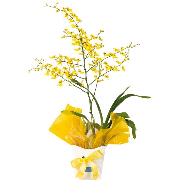 Chuva Dourada