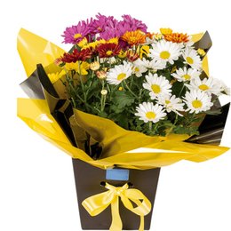 Imagem de Encanto de Crisântemos