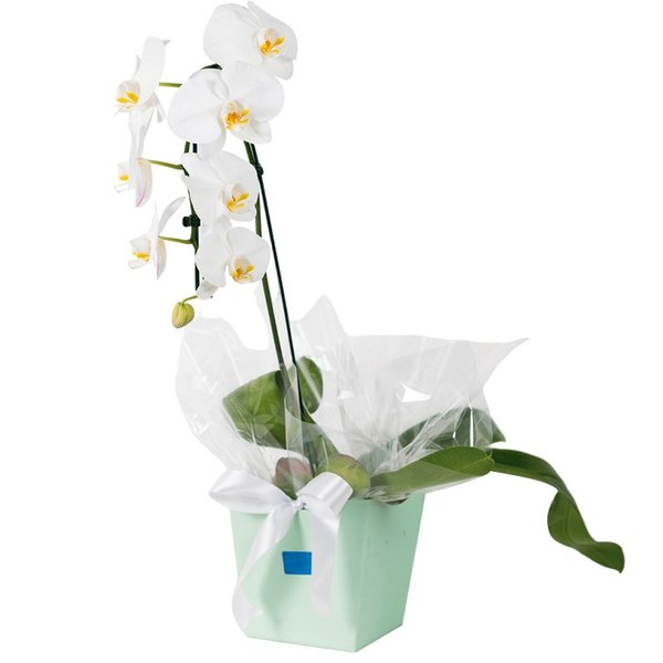 Orquídea Majestosa