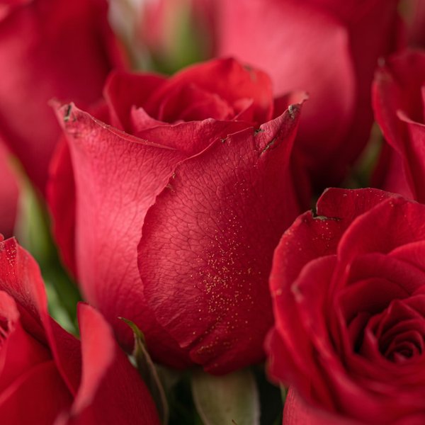 Buquê de 50 Rosas Vermelhas 