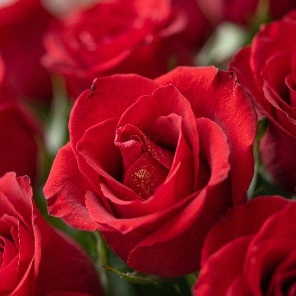Buquê de 200 Rosas Vermelhas 