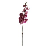Haste Orquidea com 09 botões - Púrpura