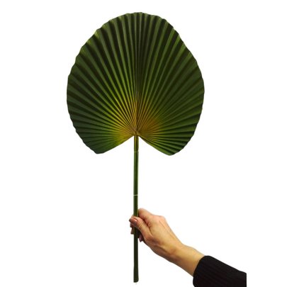 Haste Palmeira Leque