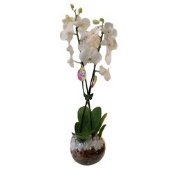 Imagem de Encanto das Orquídeas Brancas