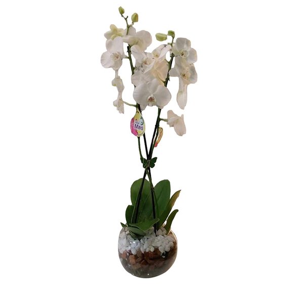 Encanto das Orquídeas Brancas