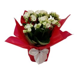 Imagem de Calandiva Encantada 