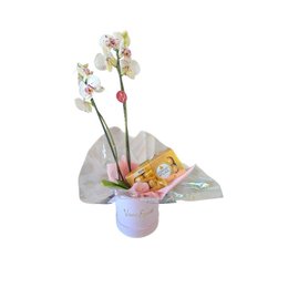 Imagem de Box Orquídea